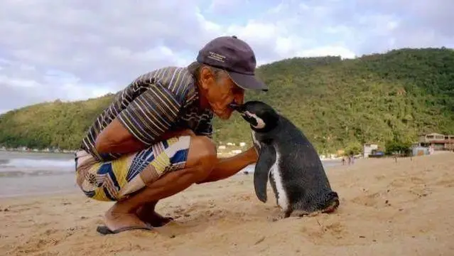 中国配资网 巴西老人救下一只濒死企鹅，此后企鹅每年游行8047公里来看他，相处8个月后再离开