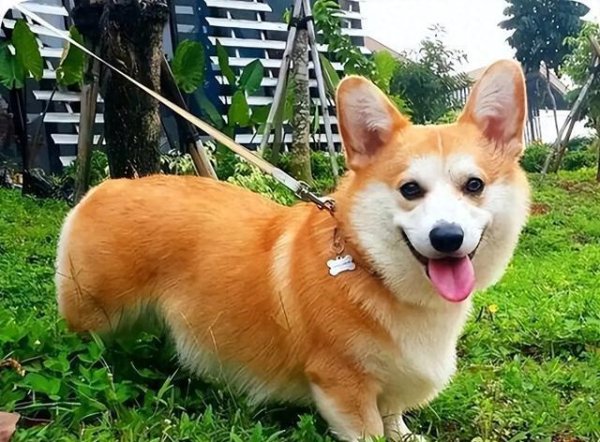 牛道配资 同样都是狗，为什么城里的会咬人，而乡下的不会呢